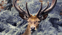 jelen deer-5374803 1280
